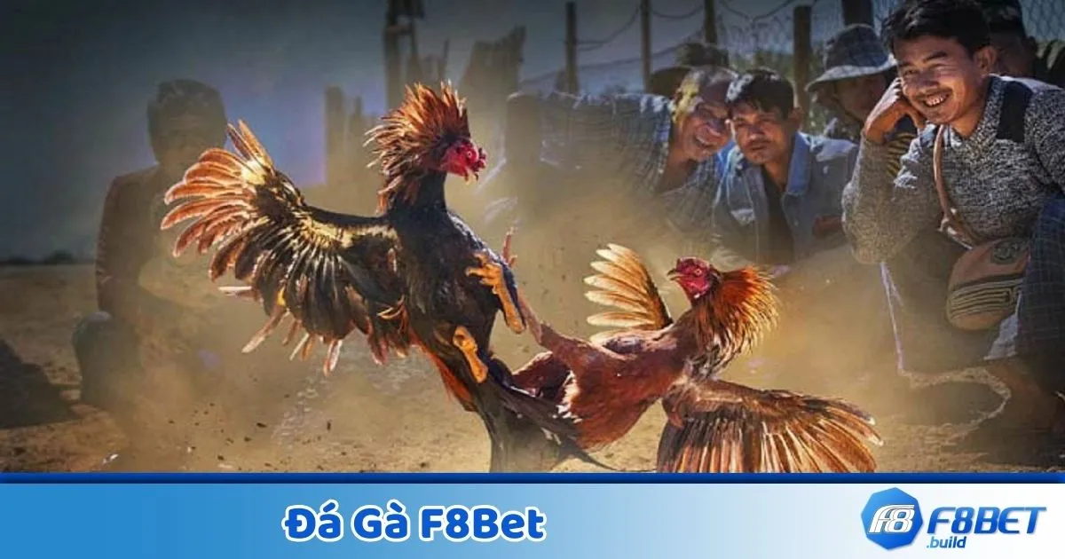 Đá Gà F8BET – Cá Cược Trực Tuyến, Xem Live 24/7 3 Cách nhận diện gà chiến mạnh thông qua thành tích thi đấu