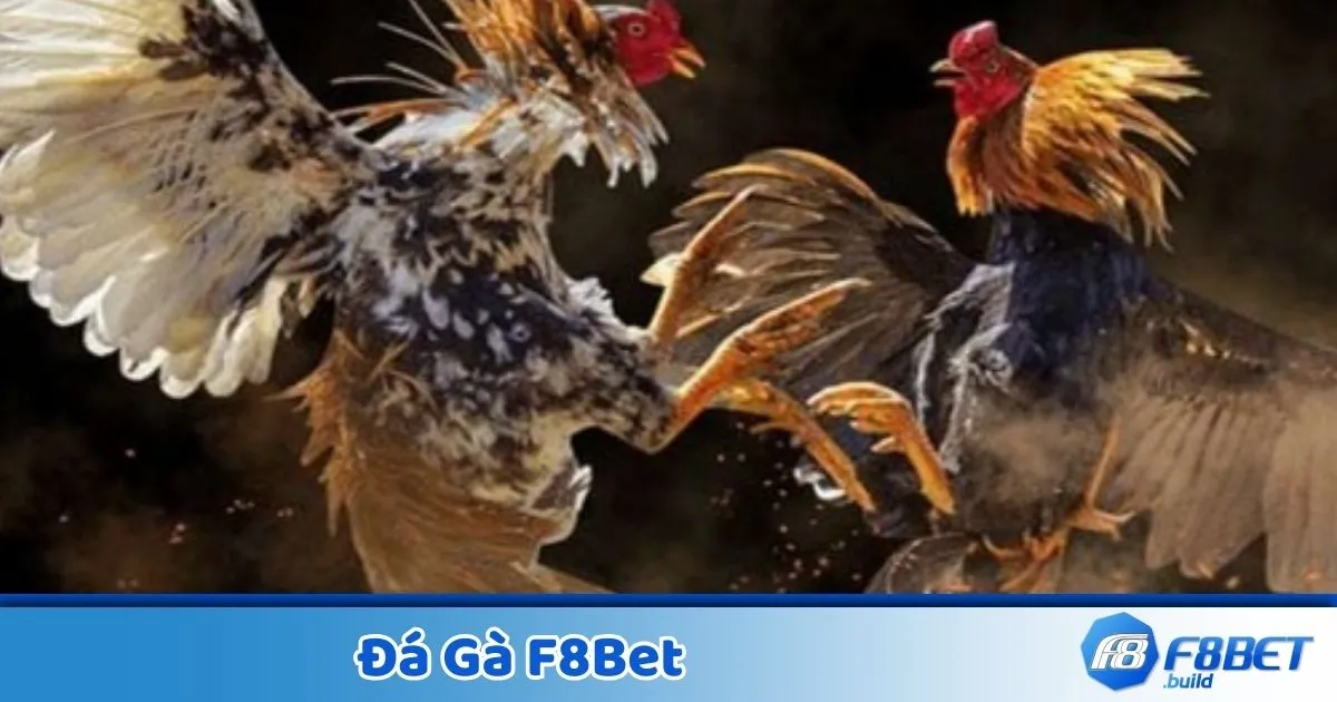 Đá Gà F8BET – Cá Cược Trực Tuyến, Xem Live 24/7 1 Các Loại Hình Đá Gà Được Yêu Thích Nhất